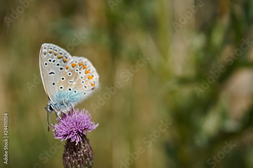 Schmetterling Deutschlands - Himmelblauer Bläuling
