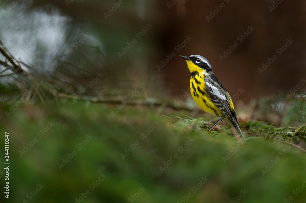 Naklejka premium Magnolia Warbler Portrait