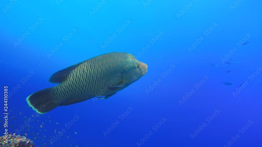 Napoleon fish on coral reef, underwater video on Red sea Napoleon fish on coral reef, underwater video on Red sea