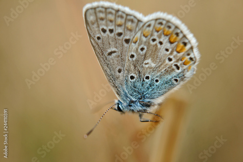 Schmetterling Deutschlands - Himmelblauer Bl  uling