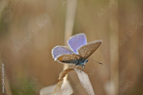 Schmetterling Deutschlands - Himmelblauer Bläuling © Revilo Lessen