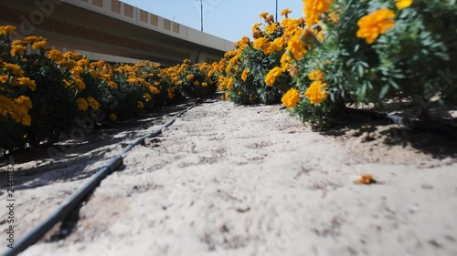 low angle motion about large blooming marigold flowerbed with drip irrigation near modern hotel behind highway in Dubai photo