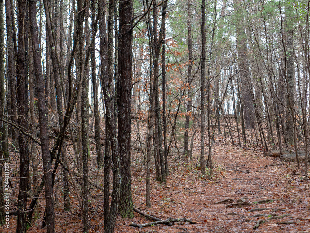 Fototapeta premium On the trail to Salt Creek Falls in the Talladega National Forest in Alabama, USA