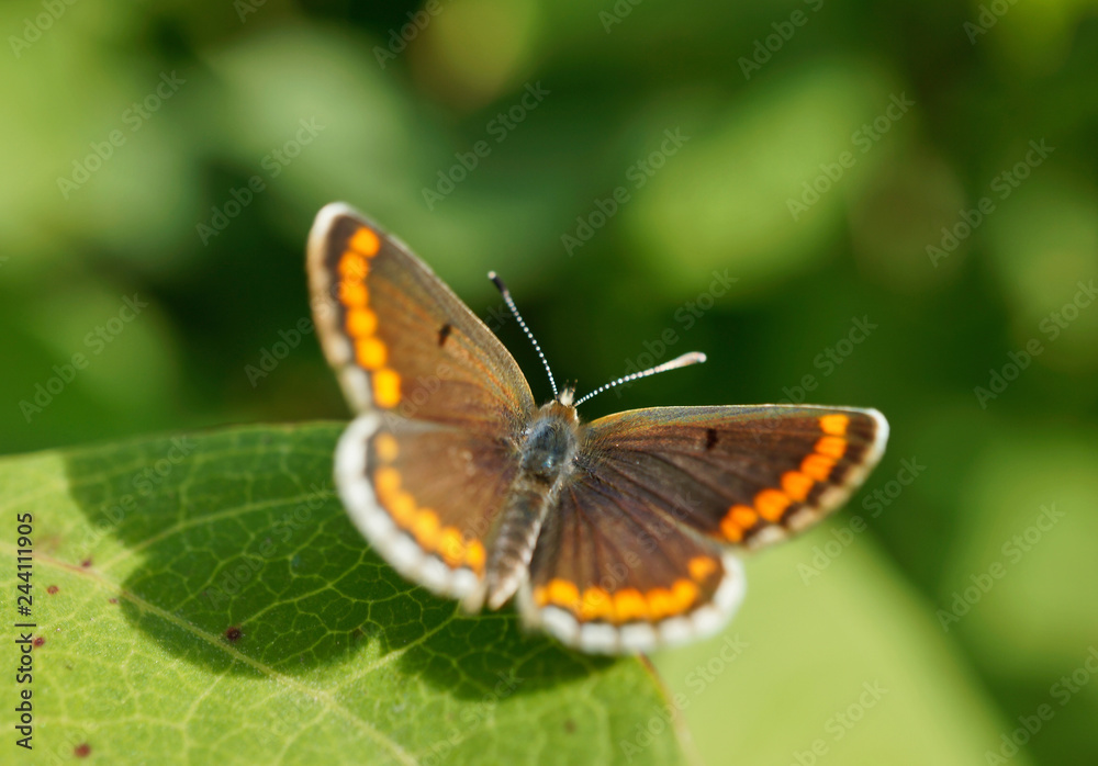 Schmetterling Deutschlands - Himmelblauer Bläuling Schmetterling Deutschlands - Himmelblauer Bläuling