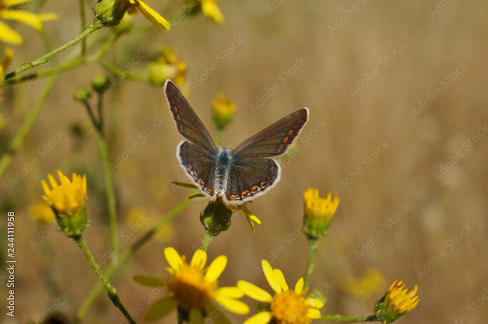 Fototapeta premium Schmetterling Deutschlands - Himmelblauer Bläuling