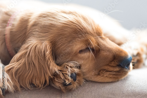 3 Month Old Cocker Spaniel Sleeping