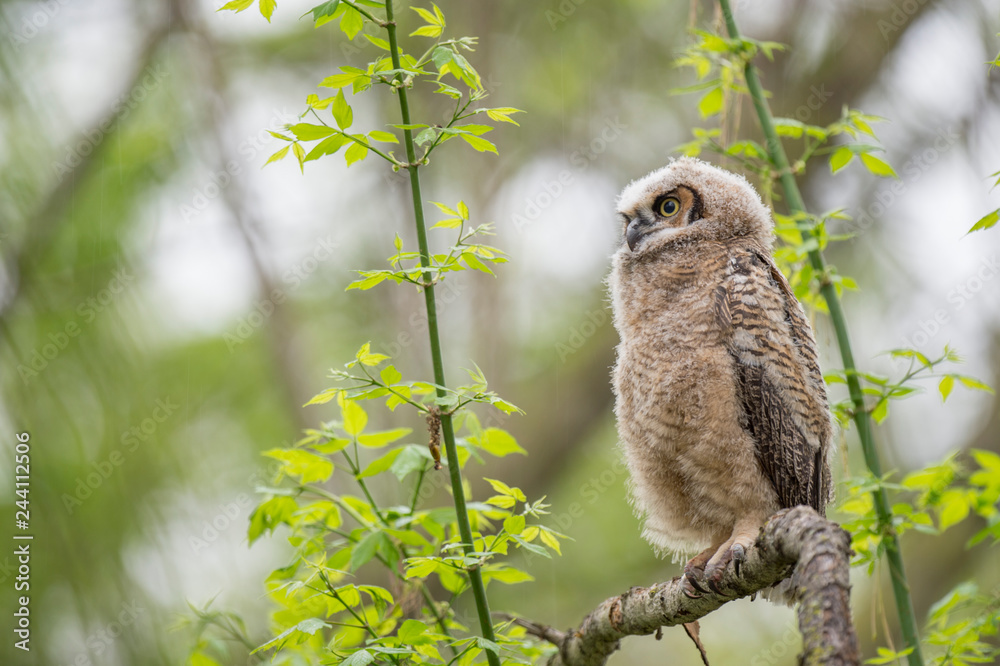 Fluffy Owlet Fluffy Owlet