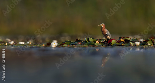 Green Heron Panorama © rayhennessy