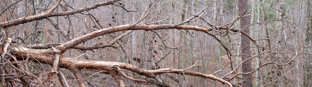 Fallen tree near trail to Salt Creek Falls in the Talladega National Forest in Alabama, USA Fallen tree near trail to Salt Creek Falls in the Talladega National Forest in Alabama, USA