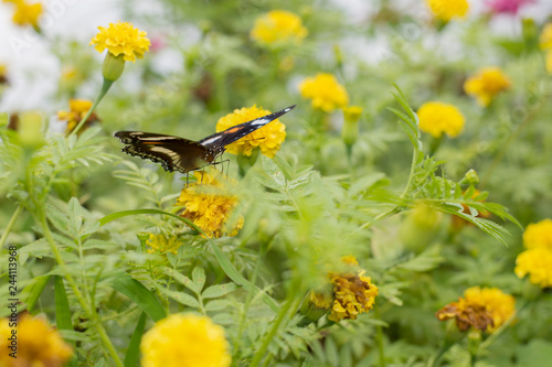 butterflies in a beautiful flower garden © gunungkawi