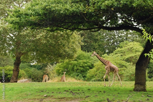 Photography herd of giraffes in field