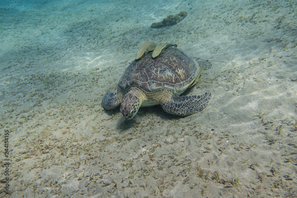 Obraz premium Sea turtle with two remora fishes on its shell grazing sea grass on the sandy seabed of the bay of Abu Dabbab in the Red Sea in Egypt