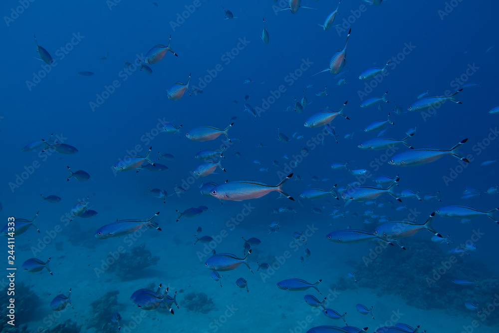 Large school of Red Sea Fusilier fishes in the bay of Abu Dabbab in Egypt Large school of Red Sea Fusilier fishes in the bay of Abu Dabbab in Egypt