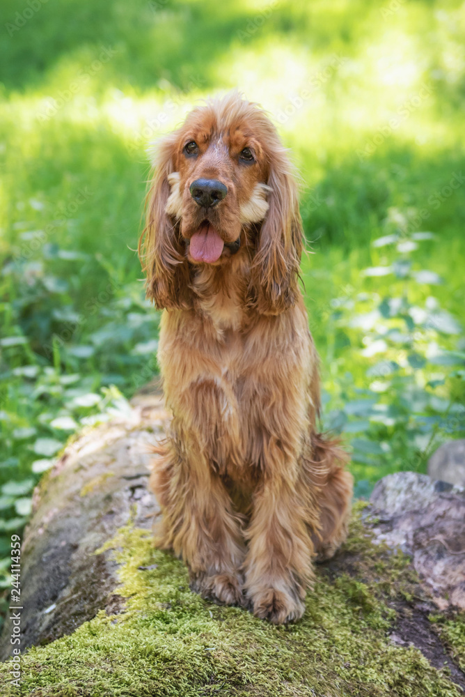 Cocker Spaniel Walk in the Peak District