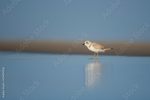 Smooth Piping Plover © rayhennessy