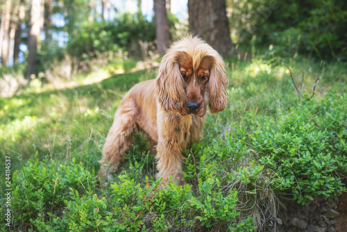 Cocker Spaniel Walk in the Peak District photo