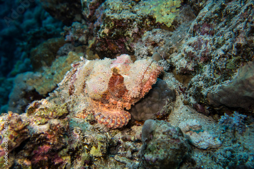 Perfectly camouflaged and disguised stone fish or Skorpions fish ambushing smaller fishes in the red Sea in Egypt