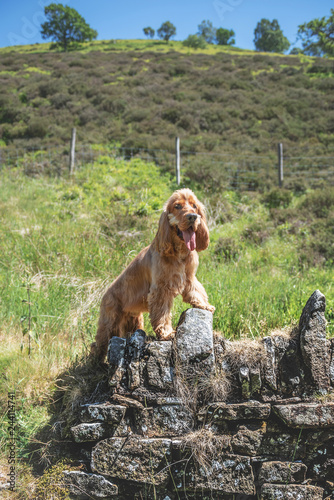 Cocker Spaniel next to a dry stone wall in the peak district photo