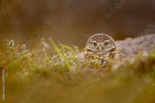 Owl Peeking from the Burrow © rayhennessy