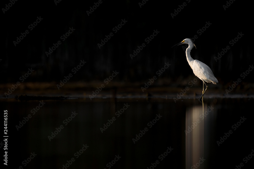 Naklejka premium Black and White Snowy Egret