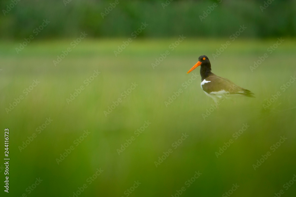 Naklejka premium American Oystercatcher in Marsh