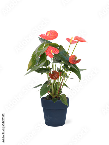 red flower plant in a pot isolated on white background