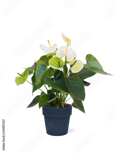 Принти на полотні white plant in pot isolated on white background
