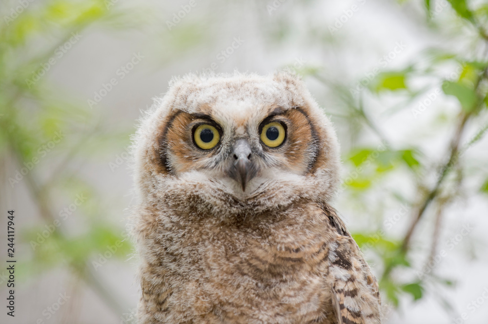Obraz premium Owlet Eyes