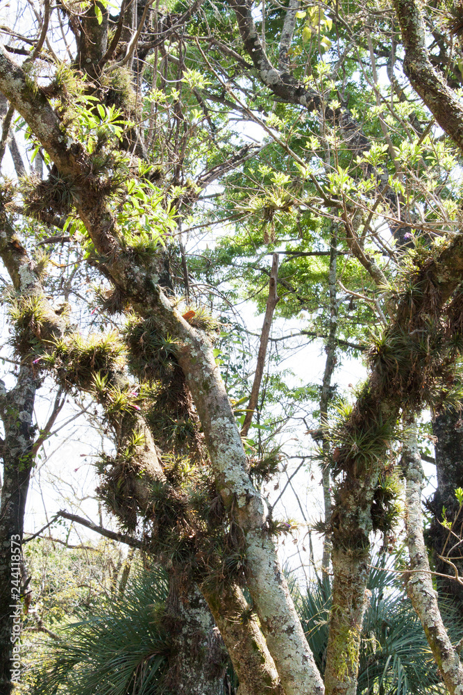 Fototapeta premium airplants tillandsias in a tree