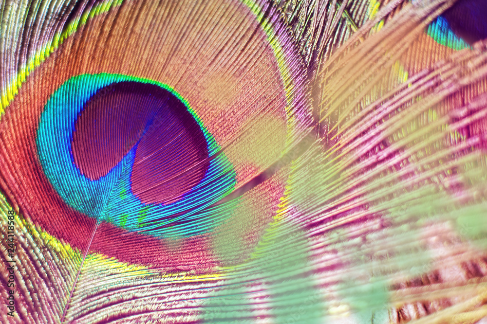 Obraz premium Colorful and Artistic Peacock Feathers. Macro photo of an arrangement of luminous peacock feathers.