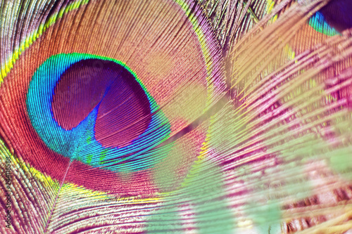 Colorful and Artistic Peacock Feathers. Macro photo of an arrangement of luminous peacock feathers. photo