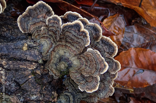 Turkeytail mushrooms growing on tree trunk, closeup