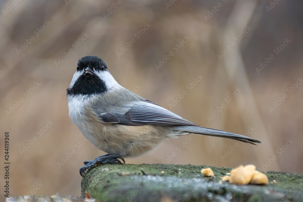 Black-capped chickadee facing the camera Black-capped chickadee facing the camera