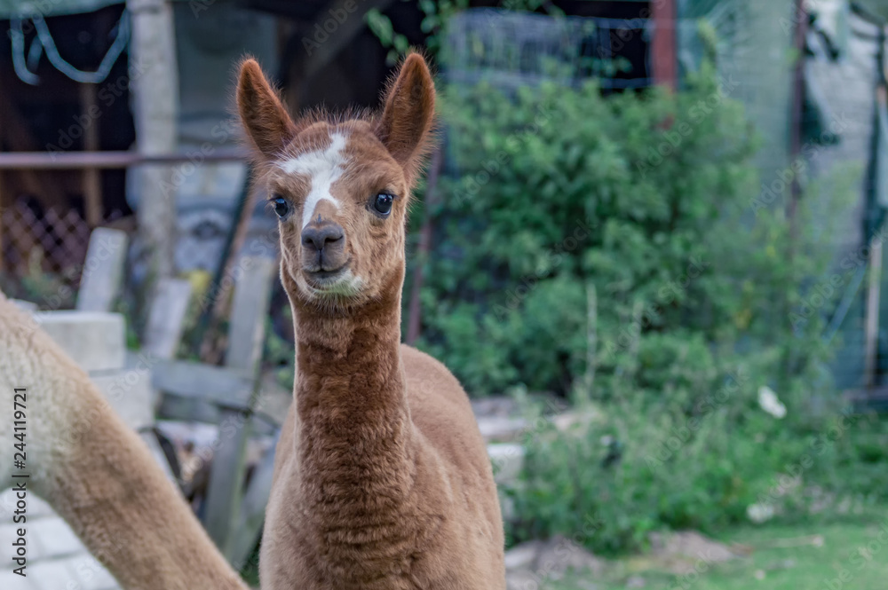 Cute little alpaca Cute little alpaca