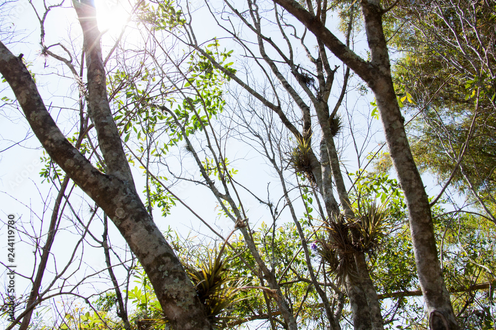tillandsias in a tree on the nature tillandsias in a tree on the nature