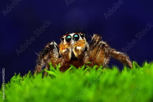 Beautiful spider on a spider web- Stock Image 