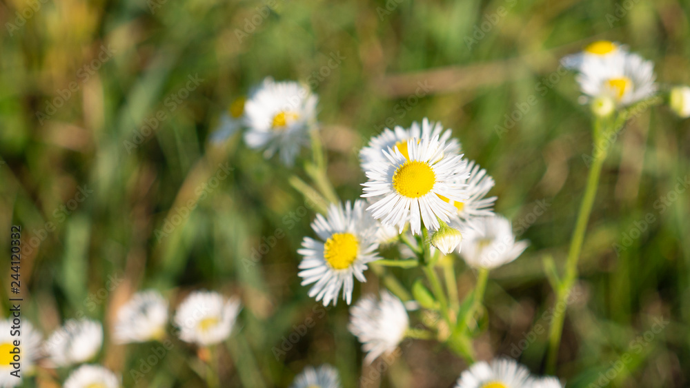 White Matricaria flowers in green meadow