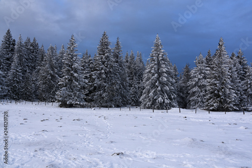 Trees in a winter scenery