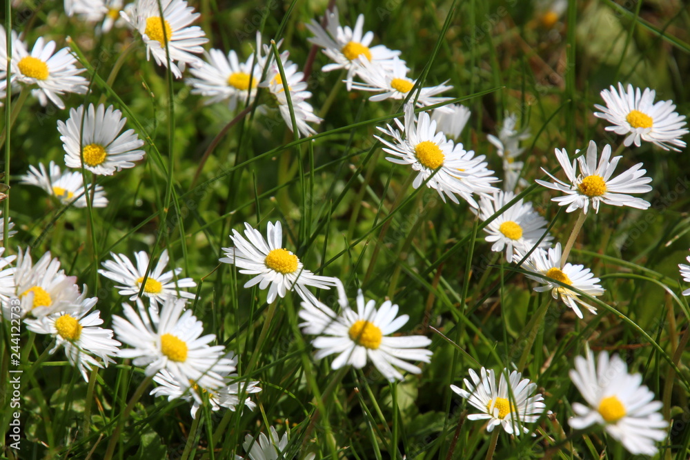 close-up of a daisy lawn ( Bellis perennis ) in bloom close-up of a daisy lawn ( Bellis perennis ) in bloom