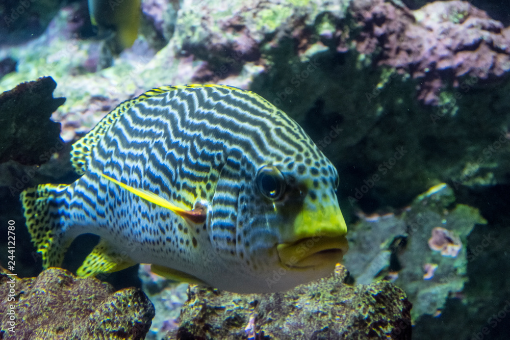 Fototapeta premium Mieszkańcy akwarium w muzeum morskim La Cite de La Mer czyli City of the Sea w Cherbourg, Normandia, Francja