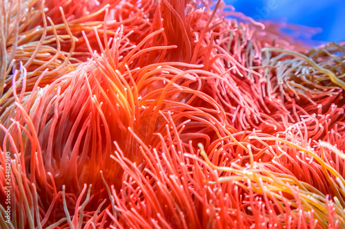 Fototapeta Naklejka Na Ścianę i Meble -  Pink seawater anemones