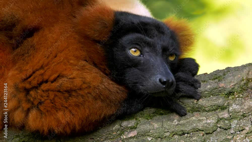 Red ruffed lemur sleepy portrait Red ruffed lemur sleepy portrait