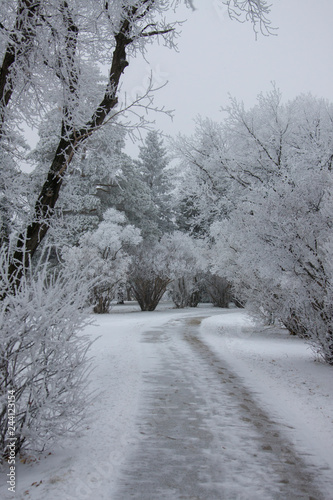 Winter Frost Saskatchewan