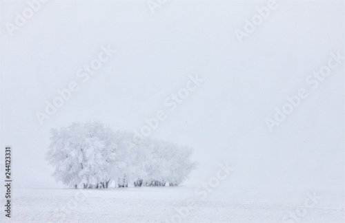 Winter Frost Saskatchewan © pictureguy32
