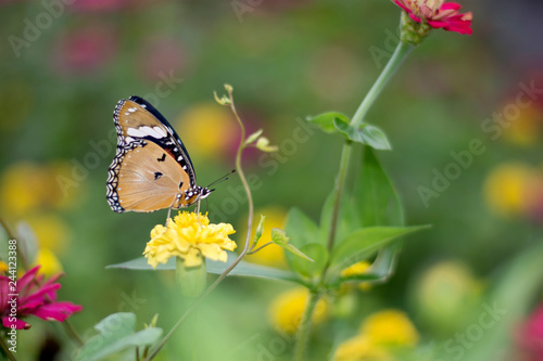 butterflies in a beautiful flower garden