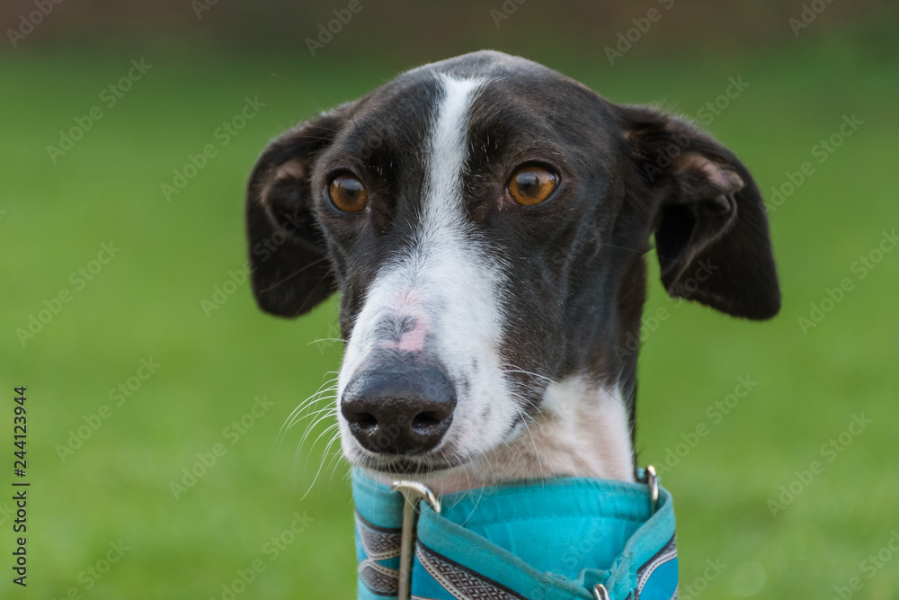 Black and white greyhound head portrait with a teal color collar