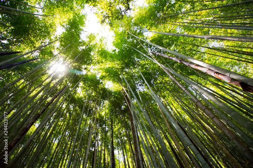 Bamboo forest in Arashiyama  Kyoto  Japan