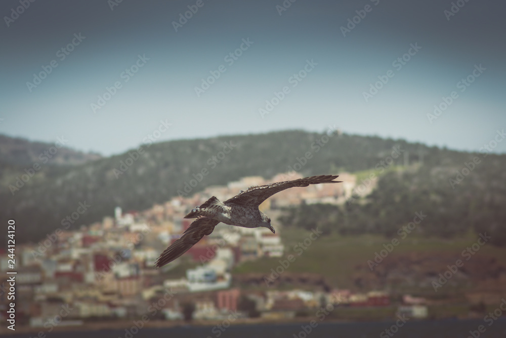 An elegant flight of a bird over the sea in morocco in summer An elegant flight of a bird over the sea in morocco in summer