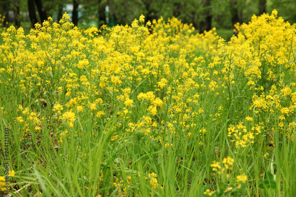Meadow with green grass and yellow flowers on forest background Meadow with green grass and yellow flowers on forest background