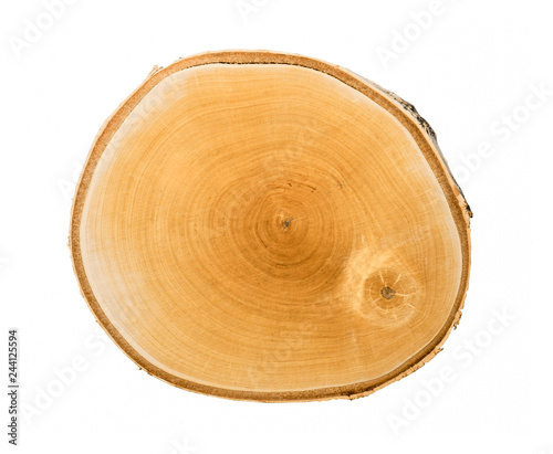 Cut wood tree slice with natural edges rings on white with empty space